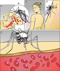 Which Tests Can Be Done to Confirm HIV Infection?, HIV Infection, Confirm HIV, Tests for HIV Infection